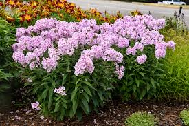 Attēlu rezultāti vaicājumam “Phlox paniculata”