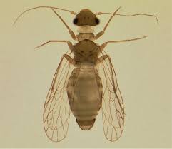 Attēlu rezultāti vaicājumam “Psocoptera”