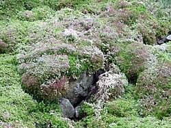 Attēlu rezultāti vaicājumam “Sphagnum rubellum”