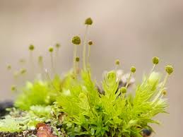 Attēlu rezultāti vaicājumam “Aulacomnium”