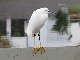 Image result for Egretta thula