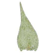 Attēlu rezultāti vaicājumam “Serpoleskea confervoides”