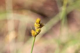 Attēlu rezultāti vaicājumam “Carex leporina”