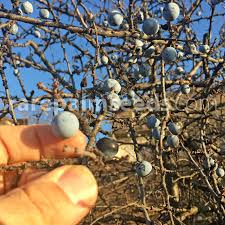 Attēlu rezultāti vaicājumam “Prunus spinosa”