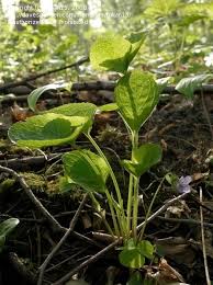 Attēlu rezultāti vaicājumam “Viola mirabilis leaf”