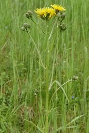 Attēlu rezultāti vaicājumam “Crepis biennis leaf”