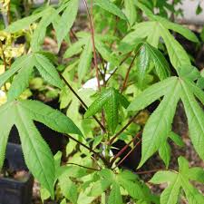 Attēlu rezultāti vaicājumam “Kalopanax septemlobus”