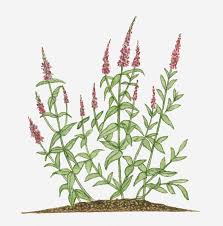 Image result for Lythrum salicaria