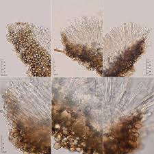 Attēlu rezultāti vaicājumam “Mollisia cinerea”