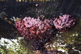 Attēlu rezultāti vaicājumam “Ascotremella faginea”