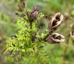 Attēlu rezultāti vaicājumam “Pedicularis palustris fruit”