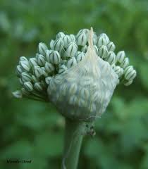 Attēlu rezultāti vaicājumam “Allium cepa bud”