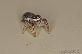 Attēlu rezultāti vaicājumam “Salticidae”
