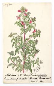 Attēlu rezultāti vaicājumam “Pedicularis palustris”