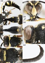 Attēlu rezultāti vaicājumam “Eumenes sp.”