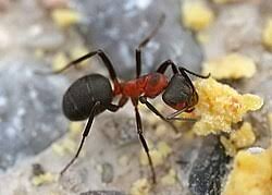 Attēlu rezultāti vaicājumam “Formica rufa imago”