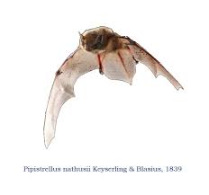 Attēlu rezultāti vaicājumam “Pipistrellus nathusii”