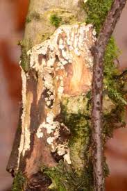 Attēlu rezultāti vaicājumam “Athelia arachnoidea”