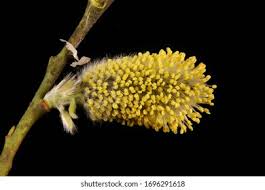 Attēlu rezultāti vaicājumam “Salix caprea male flower”