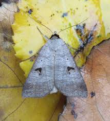 Attēlu rezultāti vaicājumam “Lygephila pastinum”