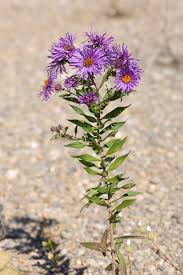 Attēlu rezultāti vaicājumam “Symphyotrichum x salignum”