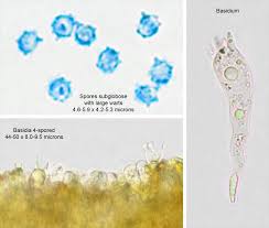 Attēlu rezultāti vaicājumam “Clavulinopsis helvola”