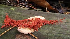 Attēlu rezultāti vaicājumam “Heterotrichia oerstedii (syn. Arcyria oerstedii)”