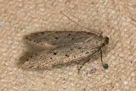 Attēlu rezultāti vaicājumam “Gelechia jakovlevi”