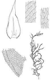Attēlu rezultāti vaicājumam “Antitrichia curtipendula”