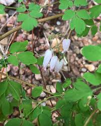 Image result for Adlumia fungosa