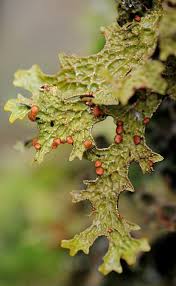 Attēlu rezultāti vaicājumam “Lobaria pulmonaria”
