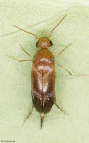 Attēlu rezultāti vaicājumam “Mordellidae”