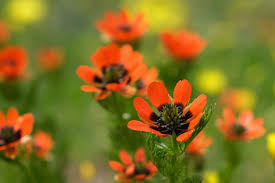 Image result for Adonis aestivalis