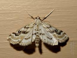 Attēlu rezultāti vaicājumam “Parapoynx stratiotata”