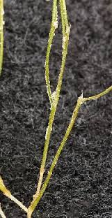 Attēlu rezultāti vaicājumam “Stuckenia pectinata”