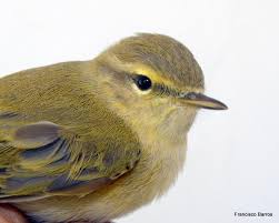 Image result for Phylloscopus ibericus