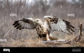 Attēlu rezultāti vaicājumam “Buteo lagopus adult”