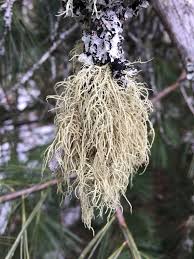 Attēlu rezultāti vaicājumam “Usnea subfloridana”
