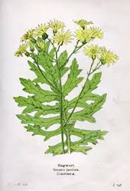 Attēlu rezultāti vaicājumam “Jacobaea paludosa leaf”