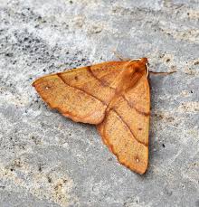 Attēlu rezultāti vaicājumam “Colotois pennaria”