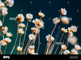 Attēlu rezultāti vaicājumam “Trifolium repens flower”