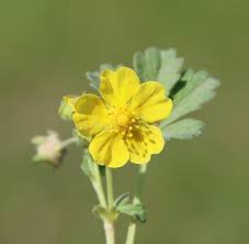Attēlu rezultāti vaicājumam “Potentilla arenaria leaf”