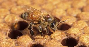 Attēlu rezultāti vaicājumam “Badhamia affinis var. microspora”