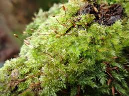 Attēlu rezultāti vaicājumam “Pylaisia polyantha sporophyte”