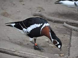 Image result for Branta ruficollis
