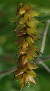 Attēlu rezultāti vaicājumam “Carex riparia”