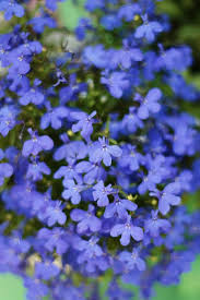 Attēlu rezultāti vaicājumam “Lobeliaceae”