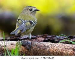 Attēlu rezultāti vaicājumam “Regulus regulus adult”