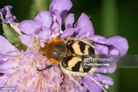 Attēlu rezultāti vaicājumam “Trichius fasciatus”