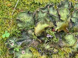 Attēlu rezultāti vaicājumam “Peltigera leucophlebia”